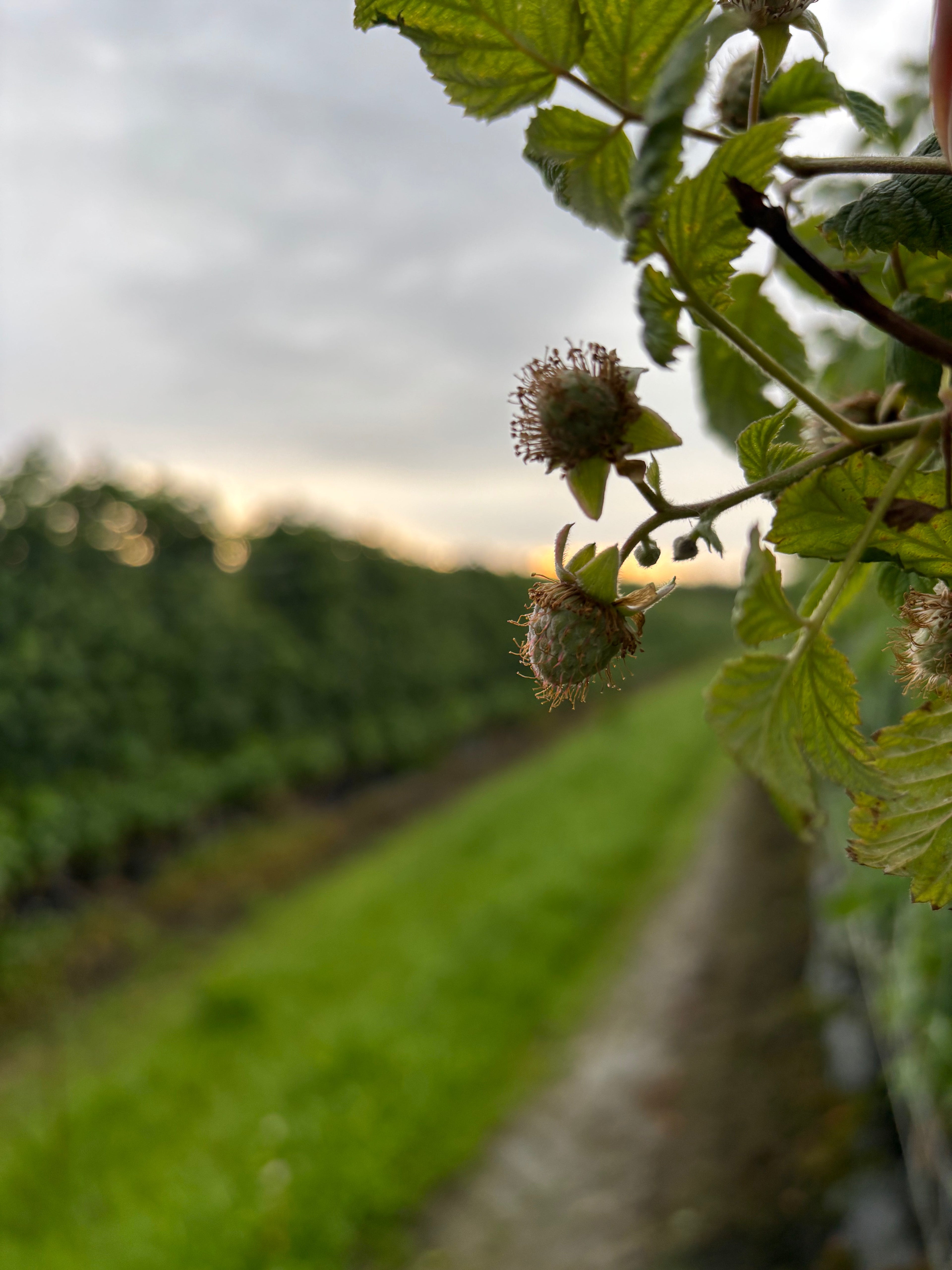 Sommer im Glückscafé – Kaffee mit Feldblick