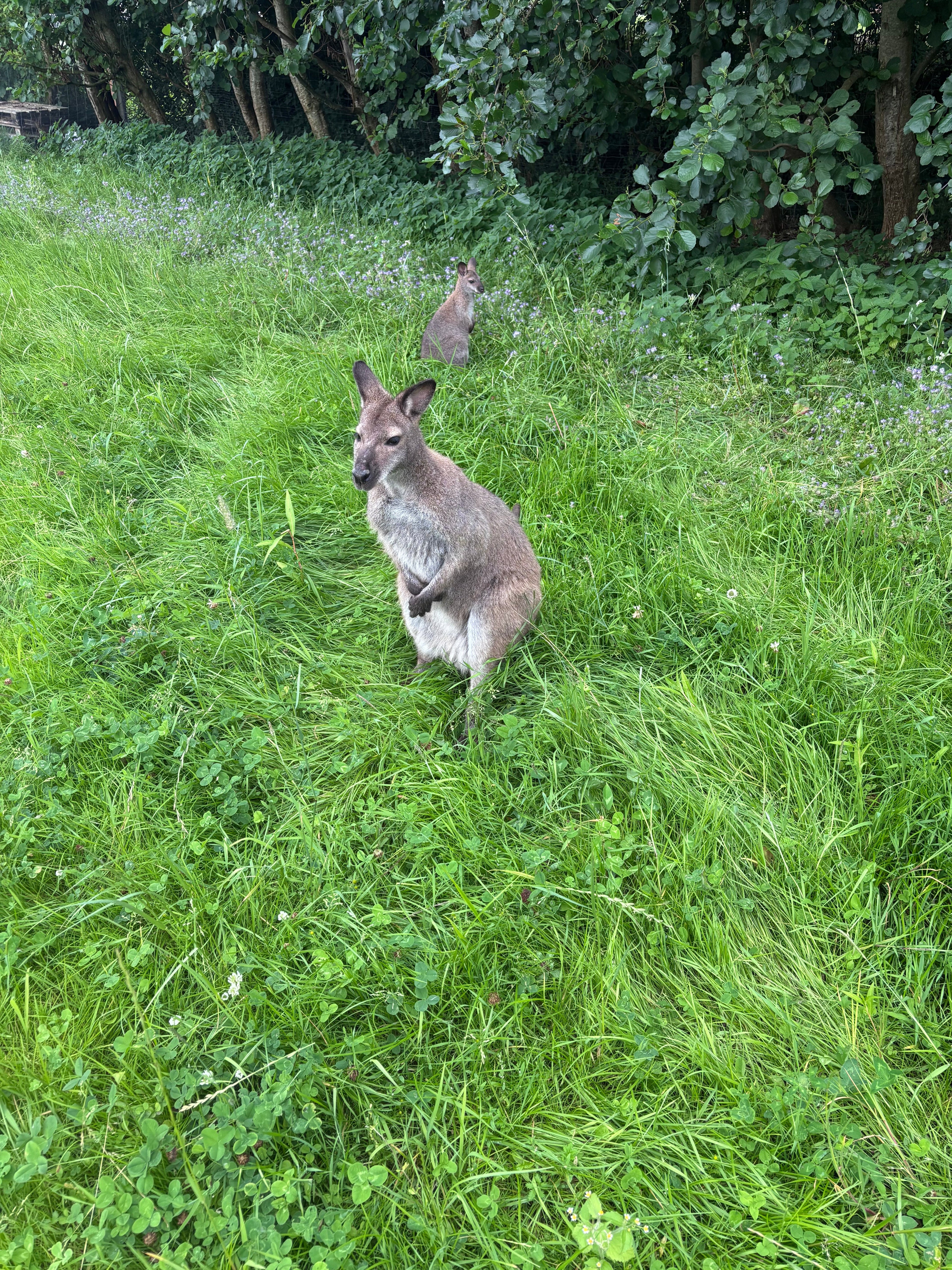 Unsere Wallabys sind ins Sommerquartier eingezogen! 🦘☀️